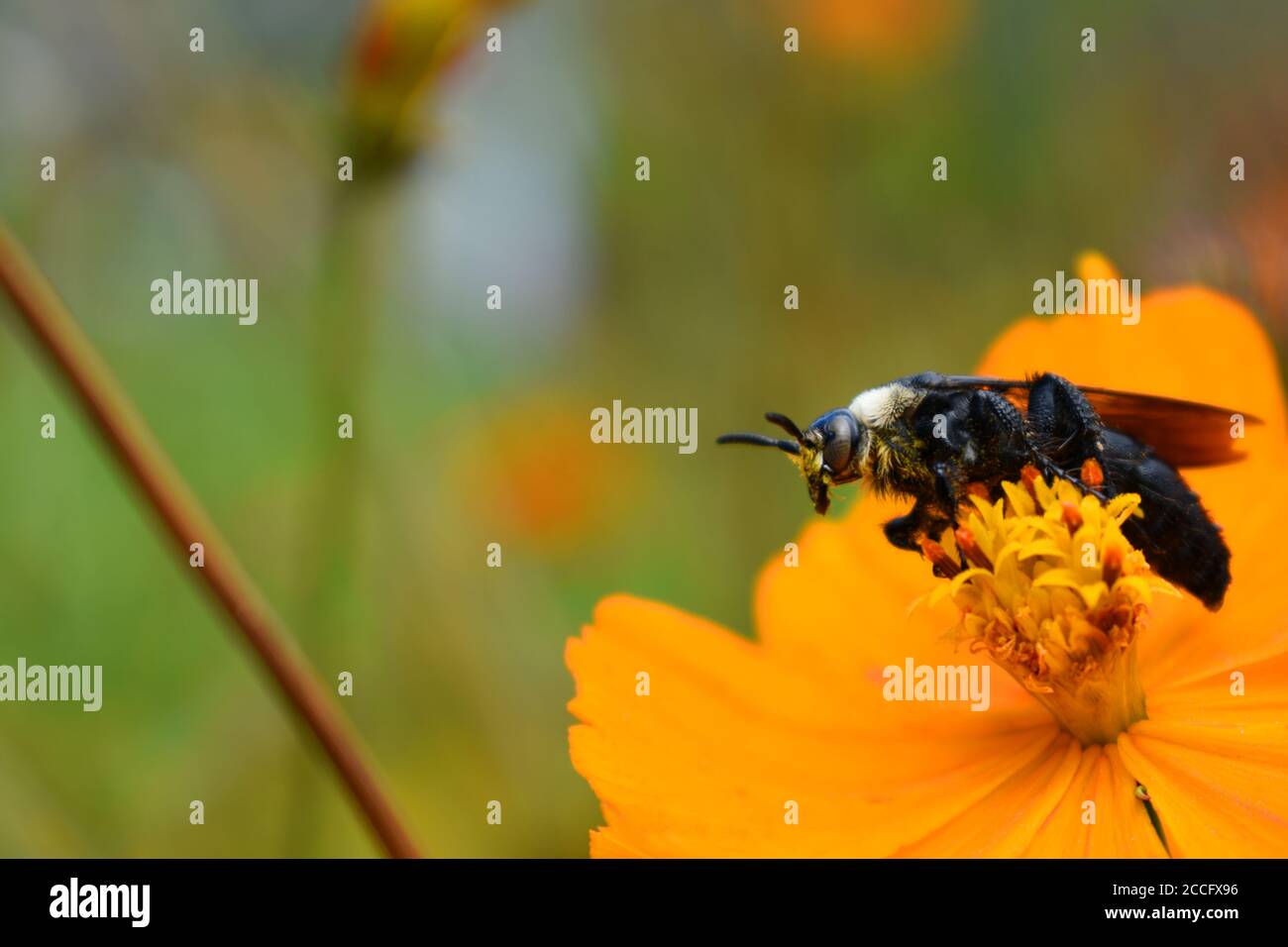 Eine Bergbaubiene, die auf einer kosmischen Blume thront. Stockfoto