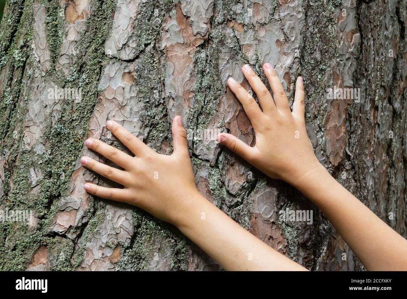 Zwei Hände auf dem Hintergrund eines alten Baumes, die Verbindung zwischen Mensch und Natur. Stockfoto