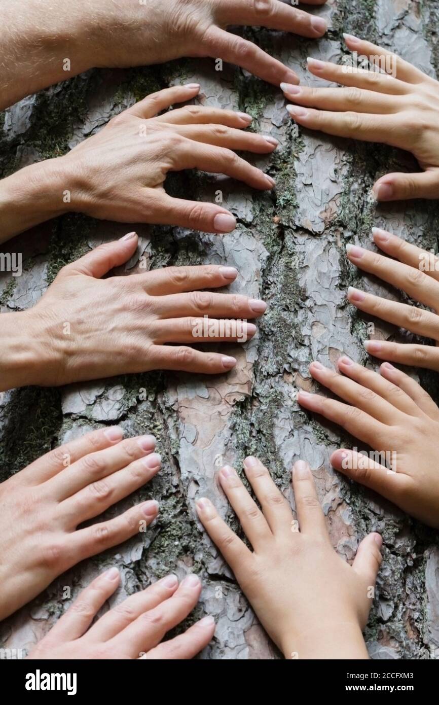 Viele Hände auf dem Hintergrund eines alten Baumes, die Verbindung zwischen Mensch und Natur. Stockfoto