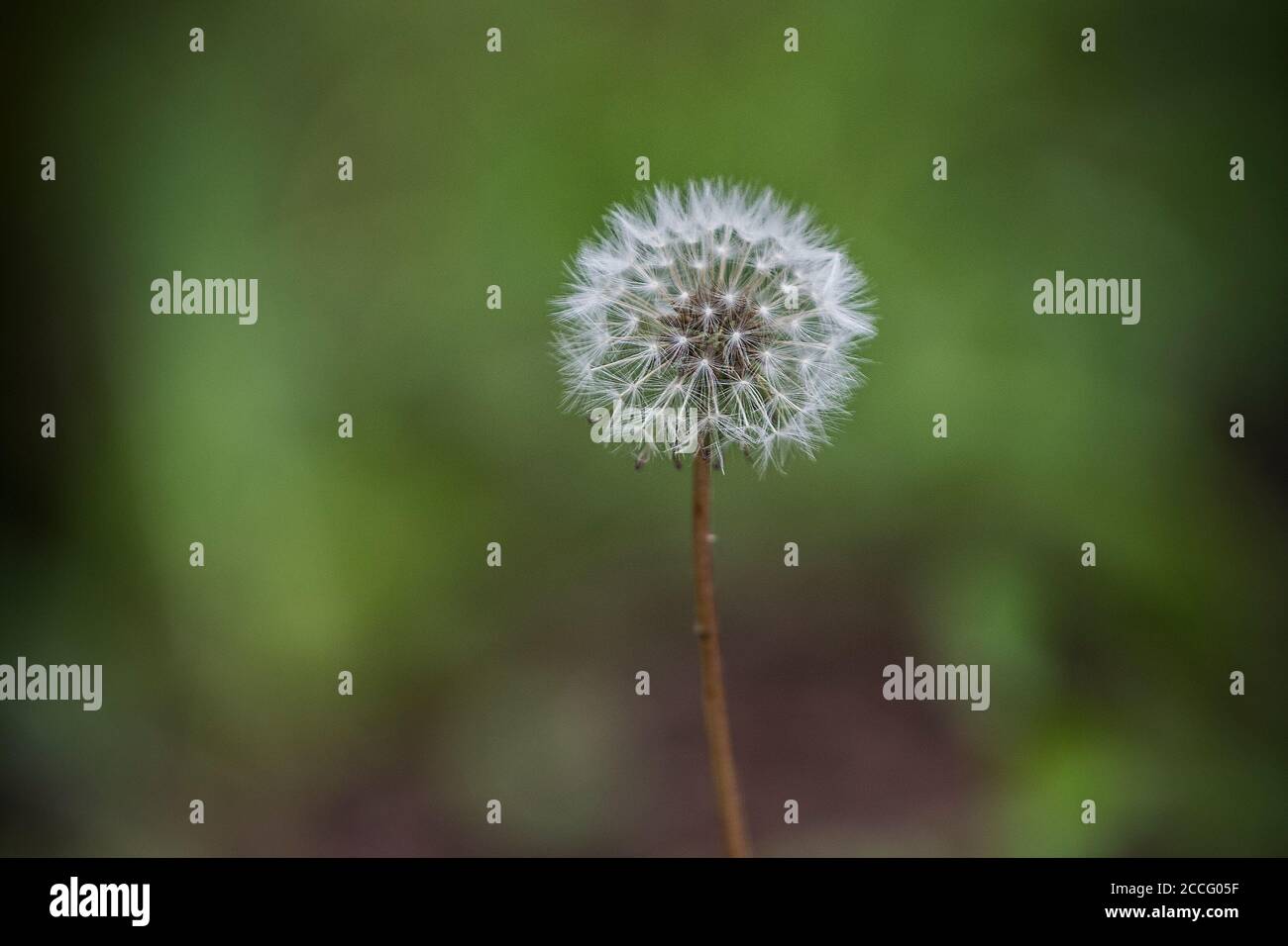 Ein Löwenzahn Taraxacum Samenkopf. Stockfoto