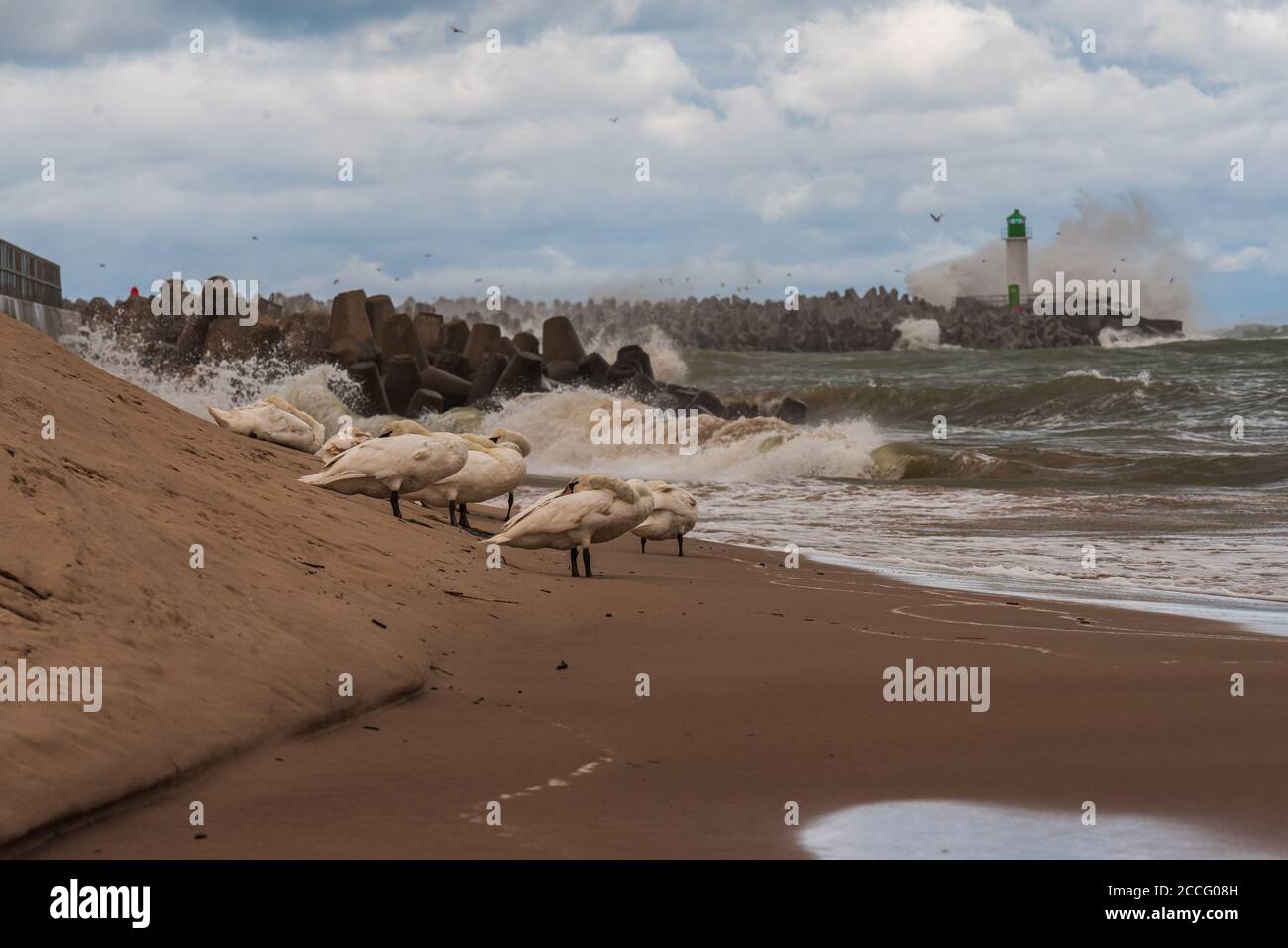 Weiße Schwäne verstecken ihre Köpfe in Federn vor großen Wellen Und Wind, der während des Sturms vom Wind geblasen wird Stockfoto Weiße Schwäne verstecken ihre Köpfe in Federn vor großen Wellen Und Wind, der während des Sturms vom Wind geblasen wird Stockfoto