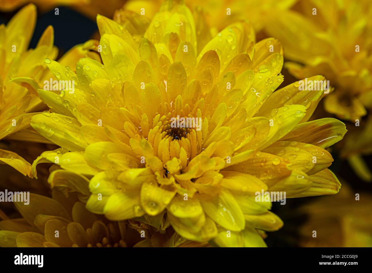 Blume, Nahaufnahme Stockfoto