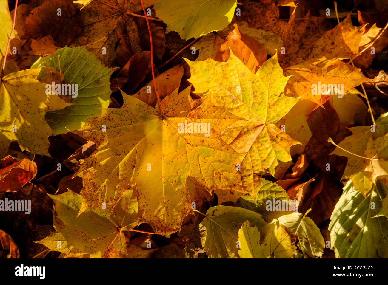Ahornblätter, Herbstblätter am Boden, Oberbayern, Bayern, Deutschland Stockfoto