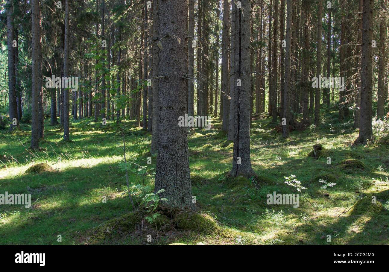 Fichtenwald (Picea Abies) im Herbst, Boden mit grünem Moos bedeckt, Finnland Stockfoto