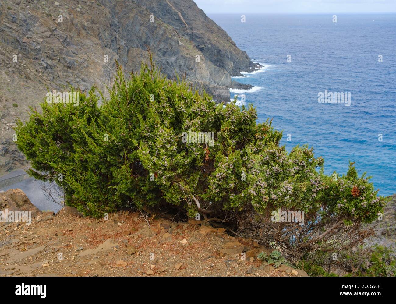 Canary Wacholder (Juniperus turbinata canariensis) mit Beerenfrüchten, Vallehermoso, La Gomera, Kanarische Inseln, Spanien Stockfoto