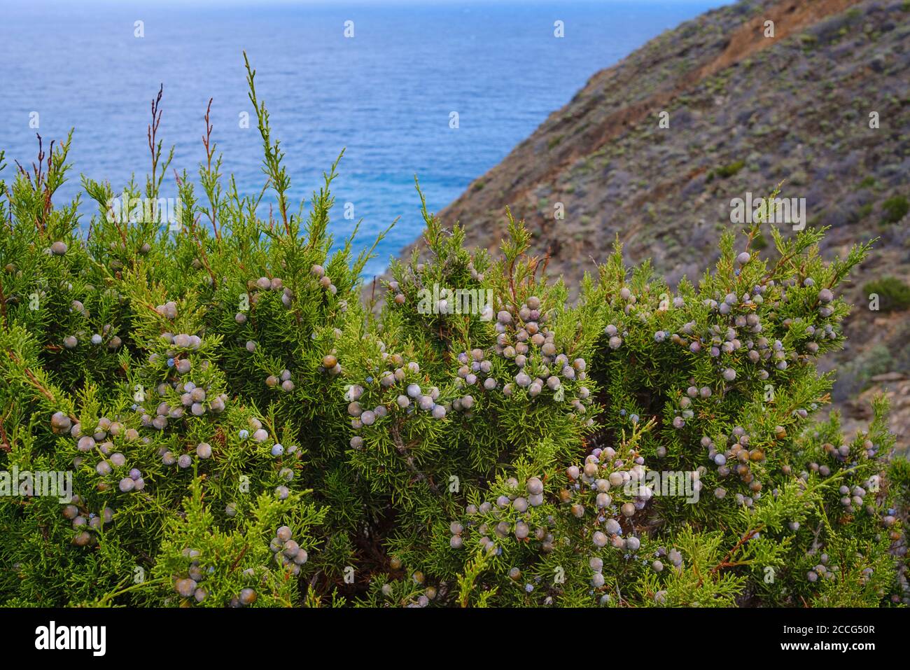 Canary Wacholder (Juniperus turbinata canariensis) mit Beerenfrüchten, Vallehermoso, La Gomera, Kanarische Inseln, Spanien Stockfoto