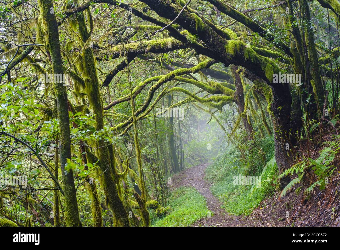 Waldweg im Nebelwald bei El Cedro, Nationalpark Garajonay, La Gomera, Kanarische Inseln, Spanien Stockfoto