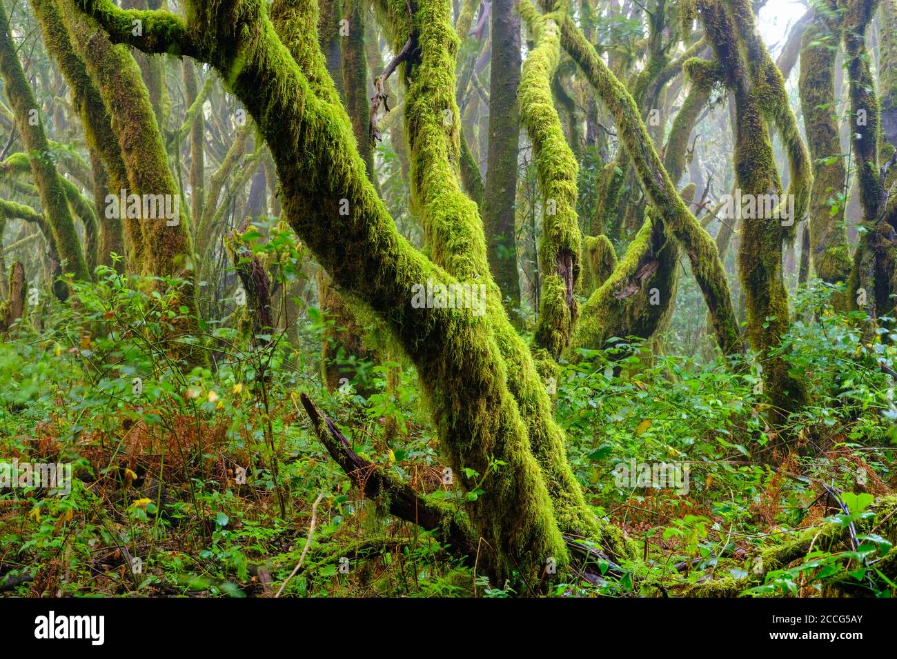 Moosige Bäume im Nebelwald, Garajonay Nationalpark, La Gomera, Kanarische Inseln, Spanien Stockfoto