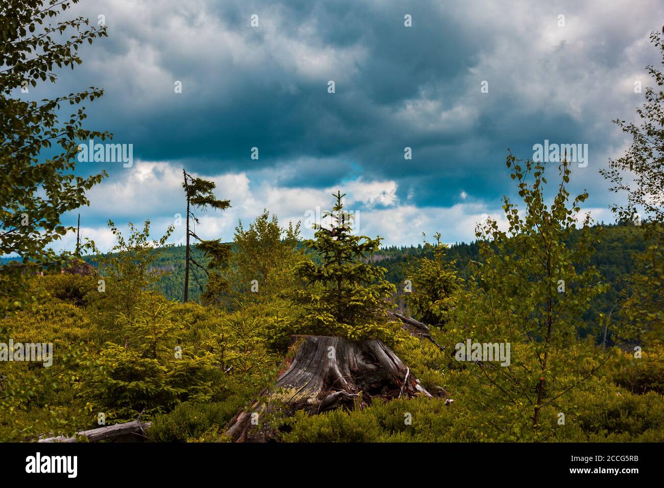 Europa, Deutschland, Bayern, Bayerischer Wald, Nationalpark, neuer Baum wächst aus altem Baumschnitt, Stockfoto