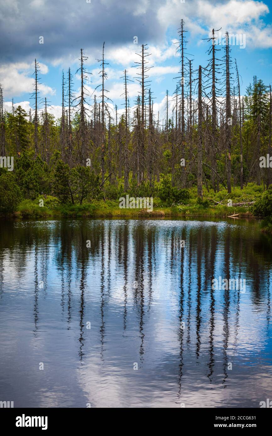 Europa, Deutschland, Bayern, Bayerischer Wald, Nationalpark, Latschensee, Spiegelung von Himmel und Bäumen, Stockfoto