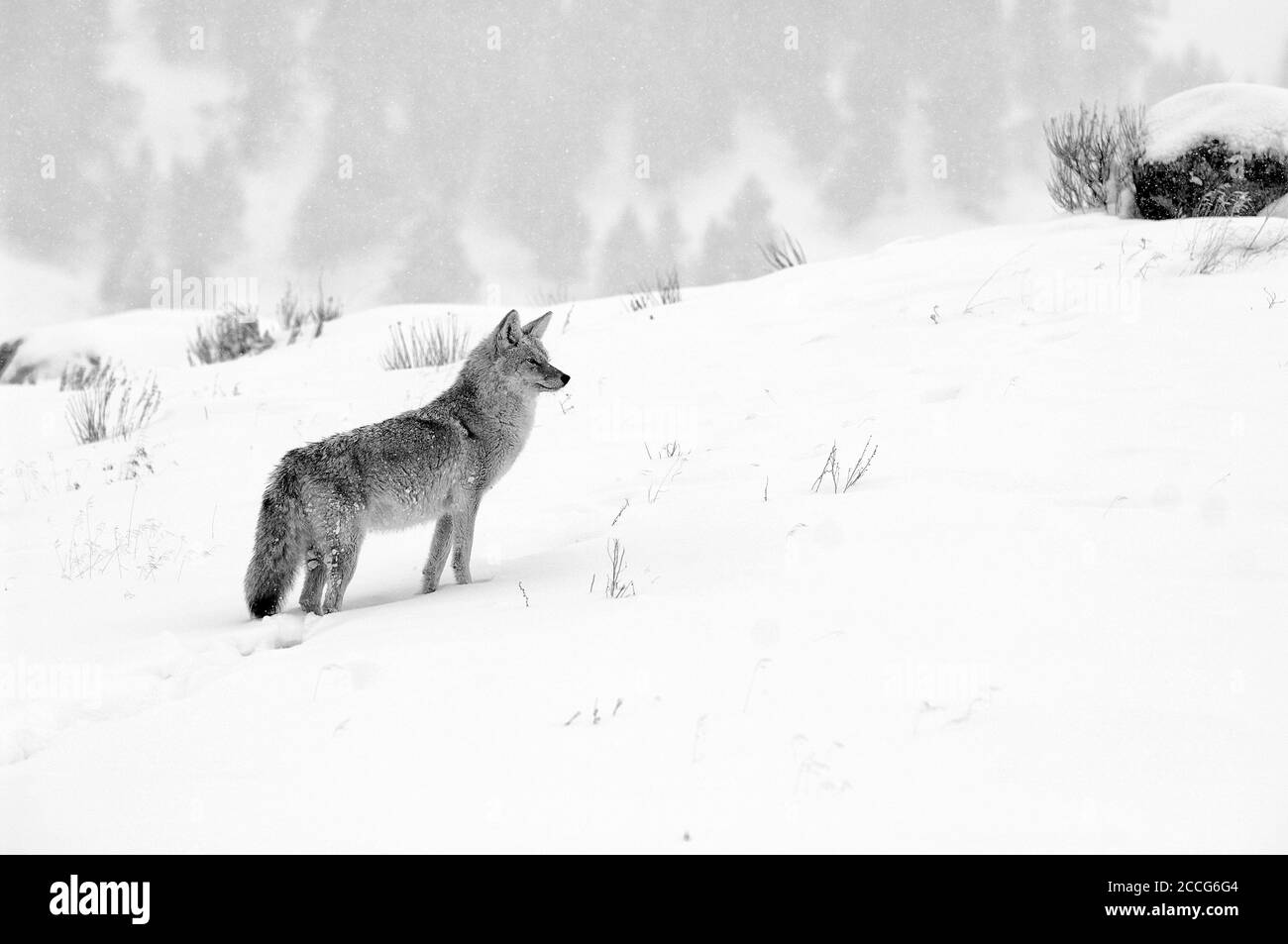 Coyote (Canis latrans) im Winter, Yellowstone Stockfoto