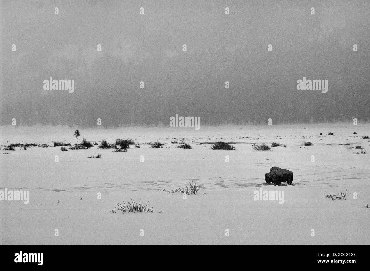Amerikanischer Büffel (Bison Bison) im Winter, Schnee im Yellowstone Stockfoto