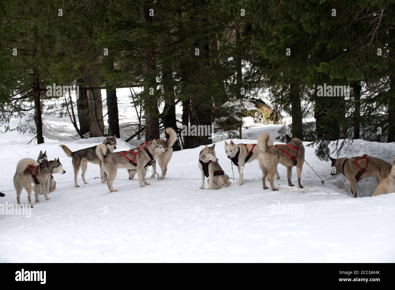 Siberian Husky (Canis familiaris), Rest, Frankreich Stockfoto