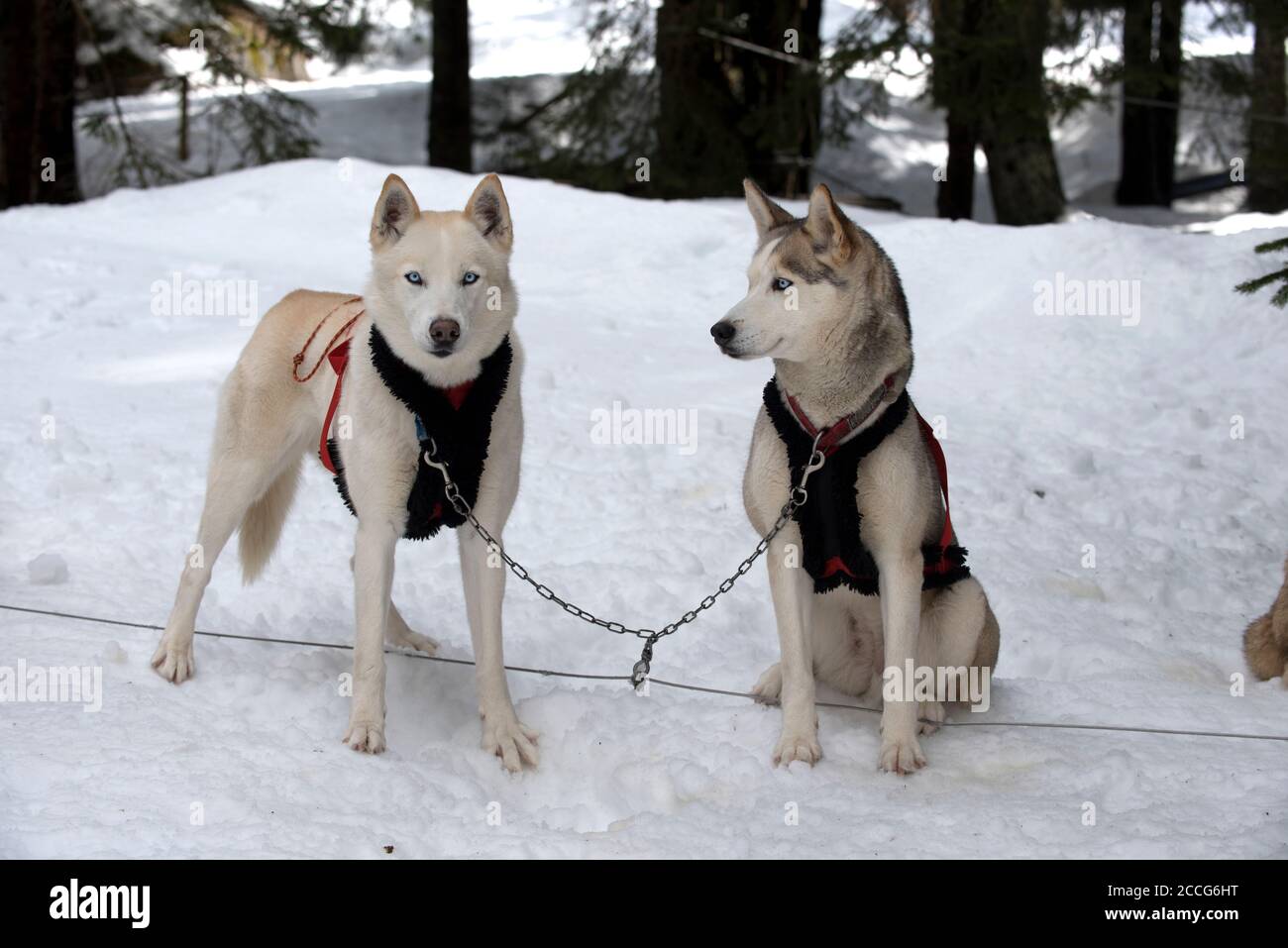Siberian Husky (Canis familiaris), Rest, Frankreich Stockfoto