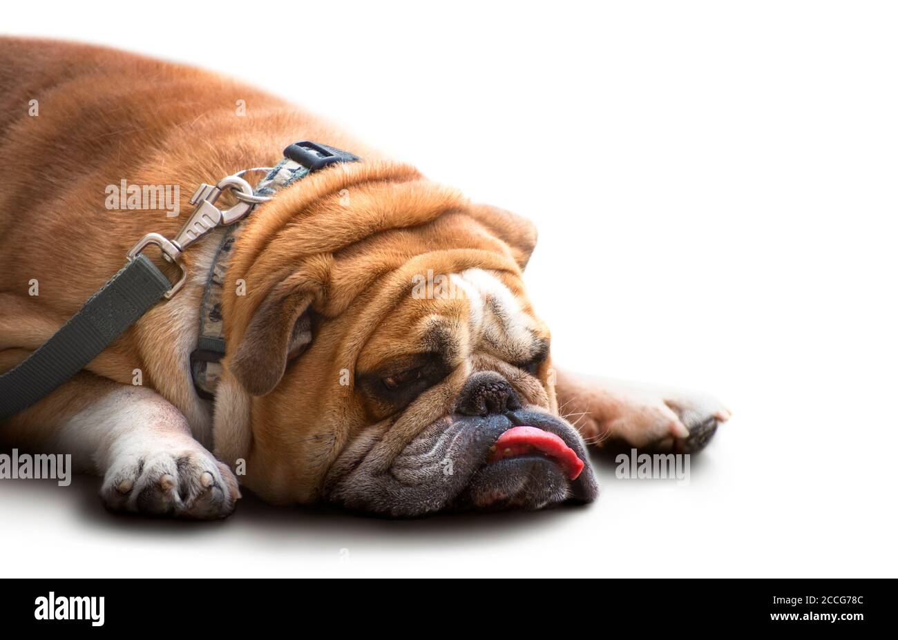 Traurige alte britische Bulldogge liegt mit einer hängenden Zunge. Isoliert auf weißem Hintergrund. Stockfoto