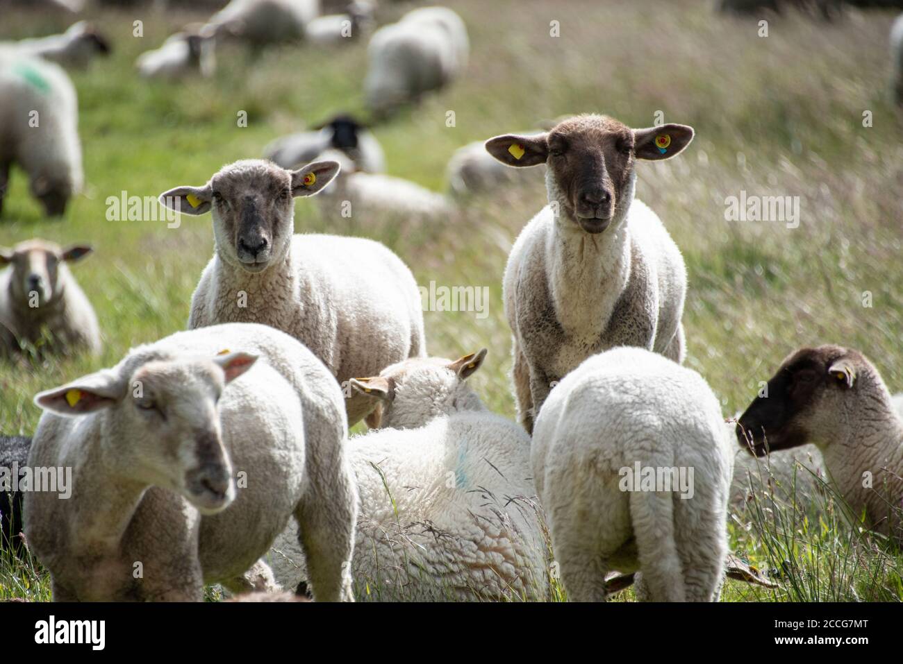 Schafe auf Hiddensee Stockfoto