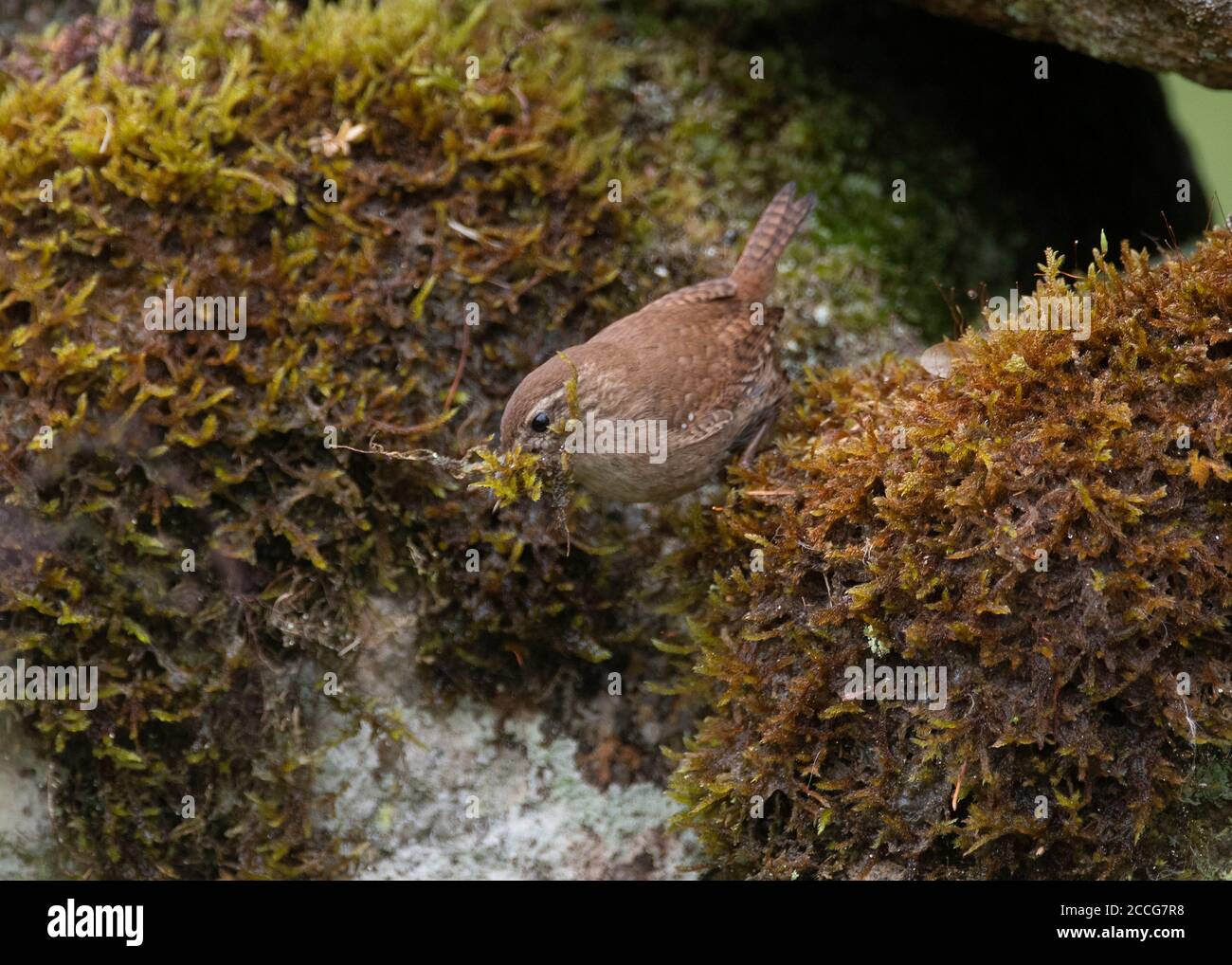 Wren (Troglodytes troglodytes), sammelt Moos aus einem Steindeich für sein Nest, Dumfries, SW Schottland Stockfoto