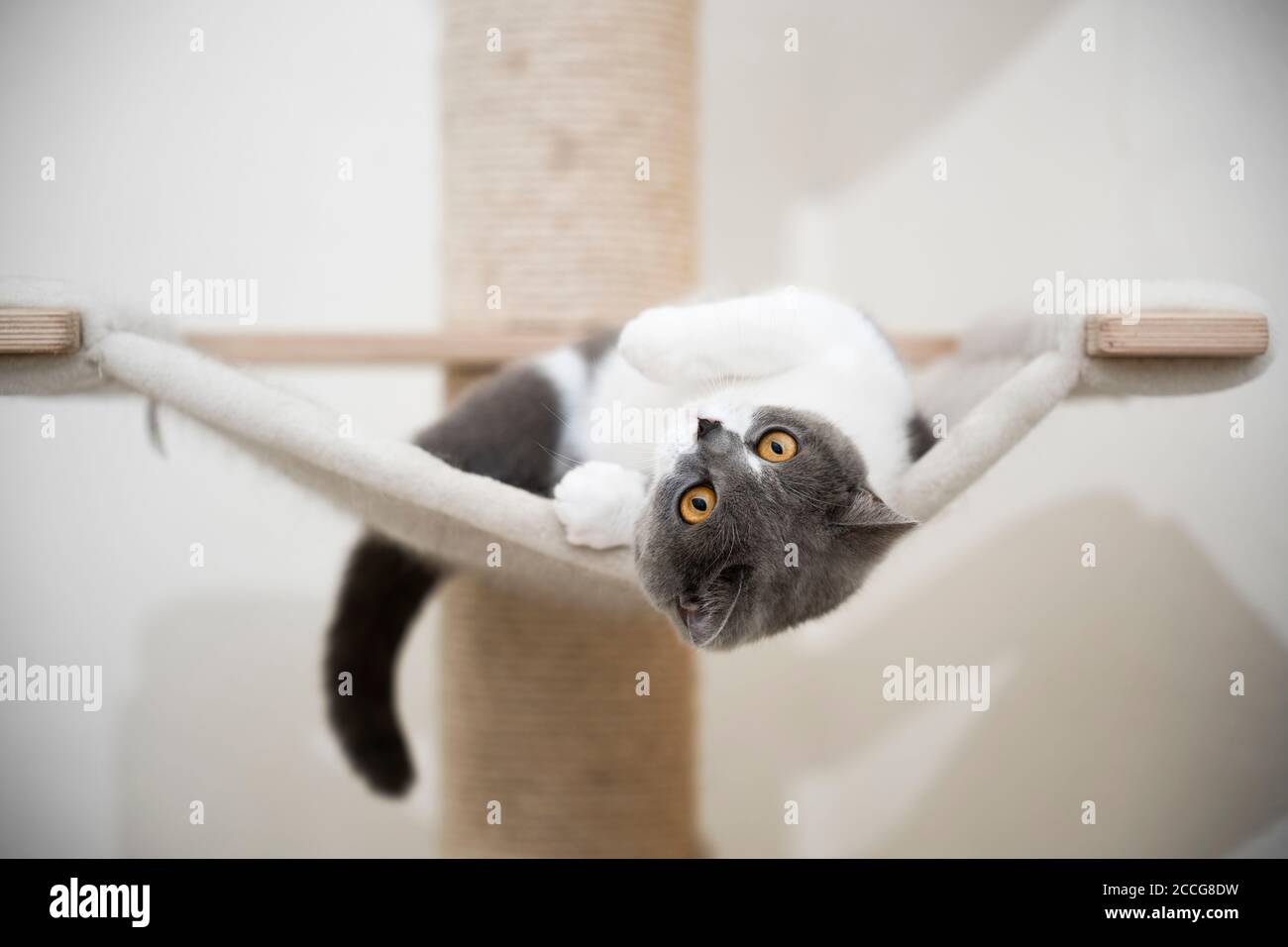 Junge verspielte britische Kurzhaarkatze, die auf der Hängematte des Kratzens liegt Post Stockfoto