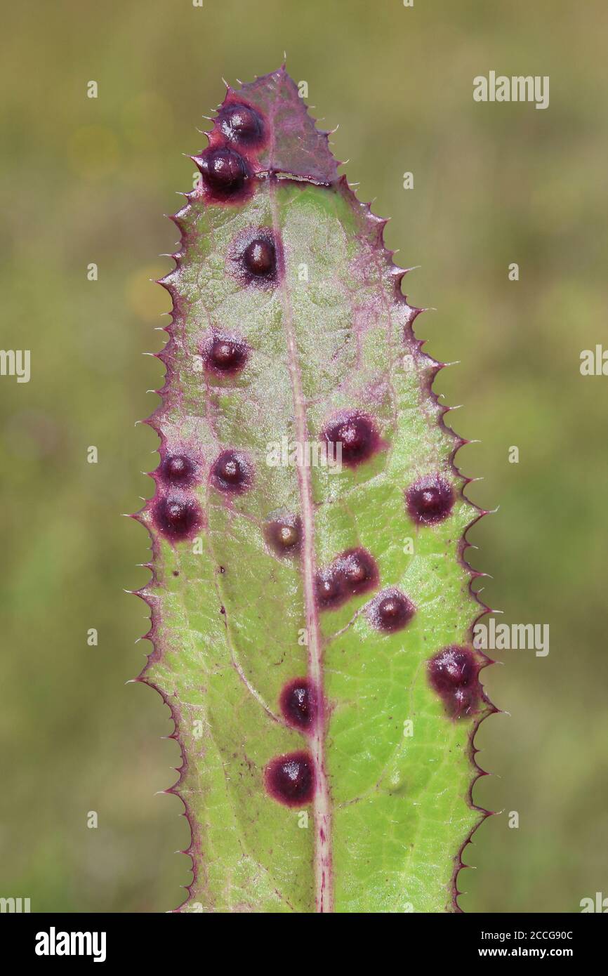 Galls auf Sau Thistle Leaf verursacht durch die Gall Midge Cystiphora sonchi Stockfoto