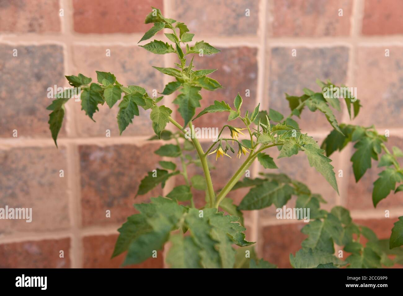 Nahaufnahme von einigen Kirschtomaten Blumen und Blätter auf Eine Terrasse Stockfoto