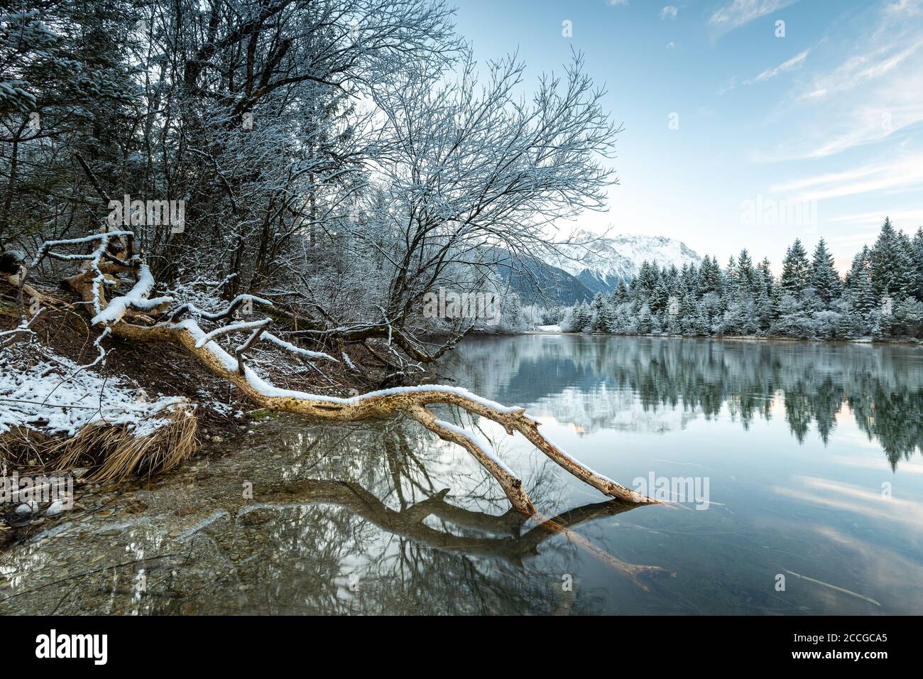 Biberpfad auf einem Baumstamm am Krün Stausee in Schnee und blauem Himmel. Stockfoto