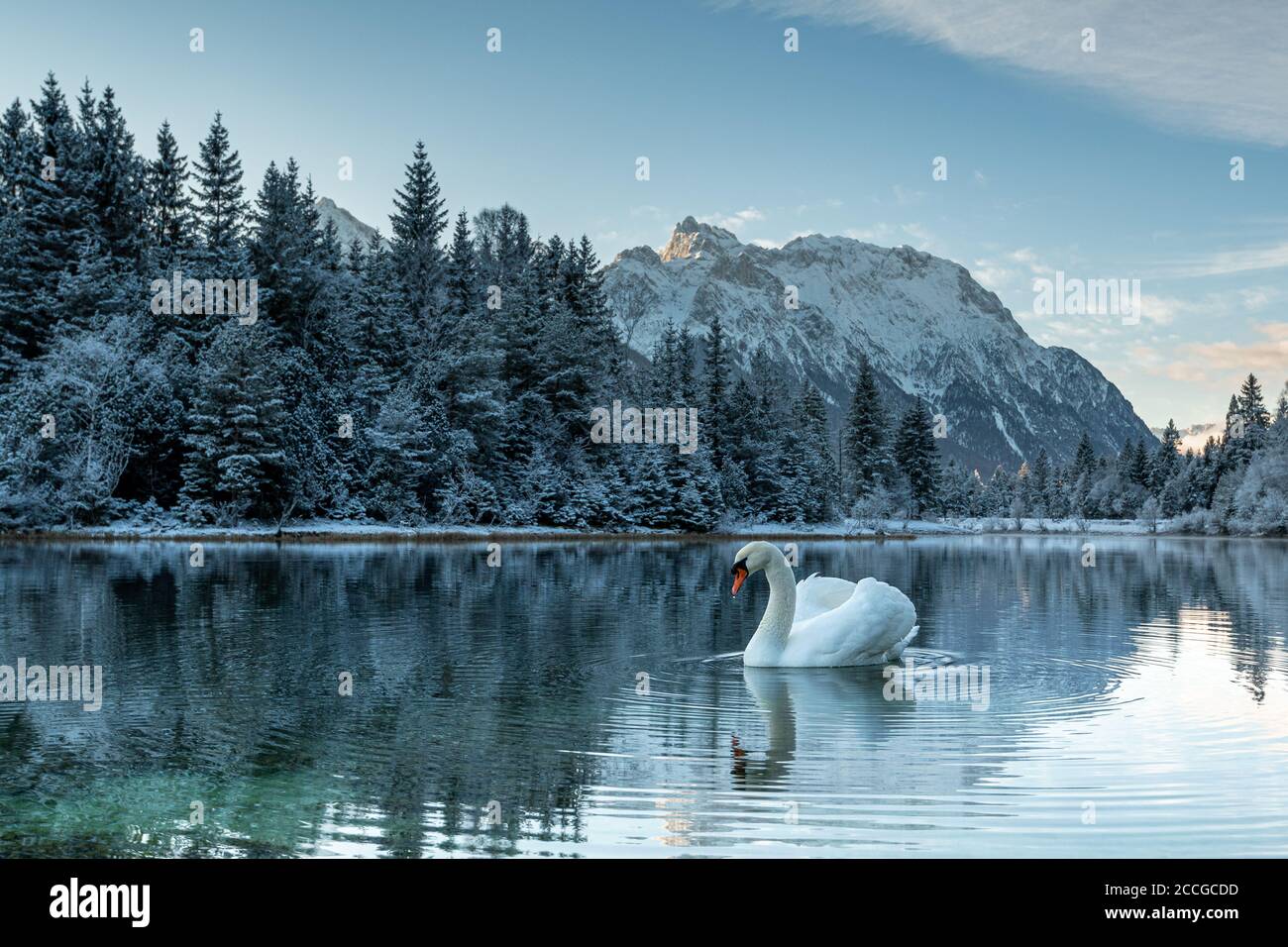 Ein stummer Schwan am Krün-Stausee am frühen Morgen im Winter. Im Hintergrund schneebedeckte Bäume und das schneebedeckte Karwendelgebirge Stockfoto