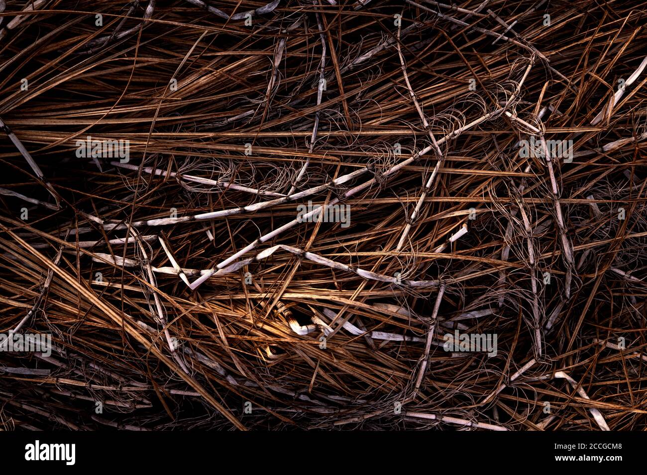 Getrocknete Gräser und Schilf in einem kleinen Moor im frühen Frühjahr bilden manchmal bizarre Formen und Strukturen. Stockfoto