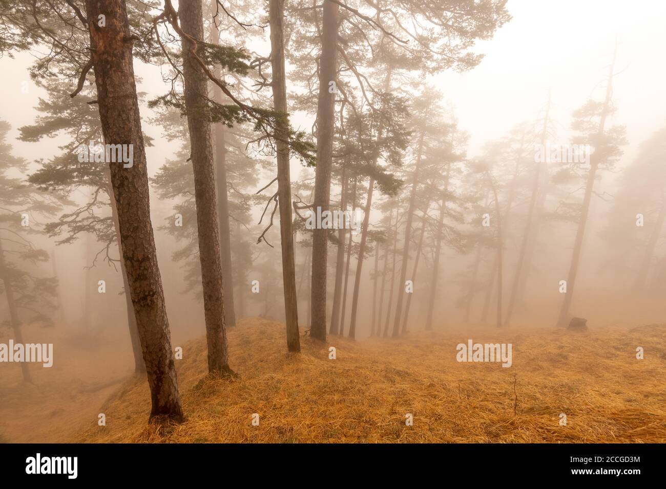 Rücklicht im Nebel unter dem Herzogstand im Wald. Kiefern stehen nebeneinander auf gelb-braunem Boden am Hang Stockfoto