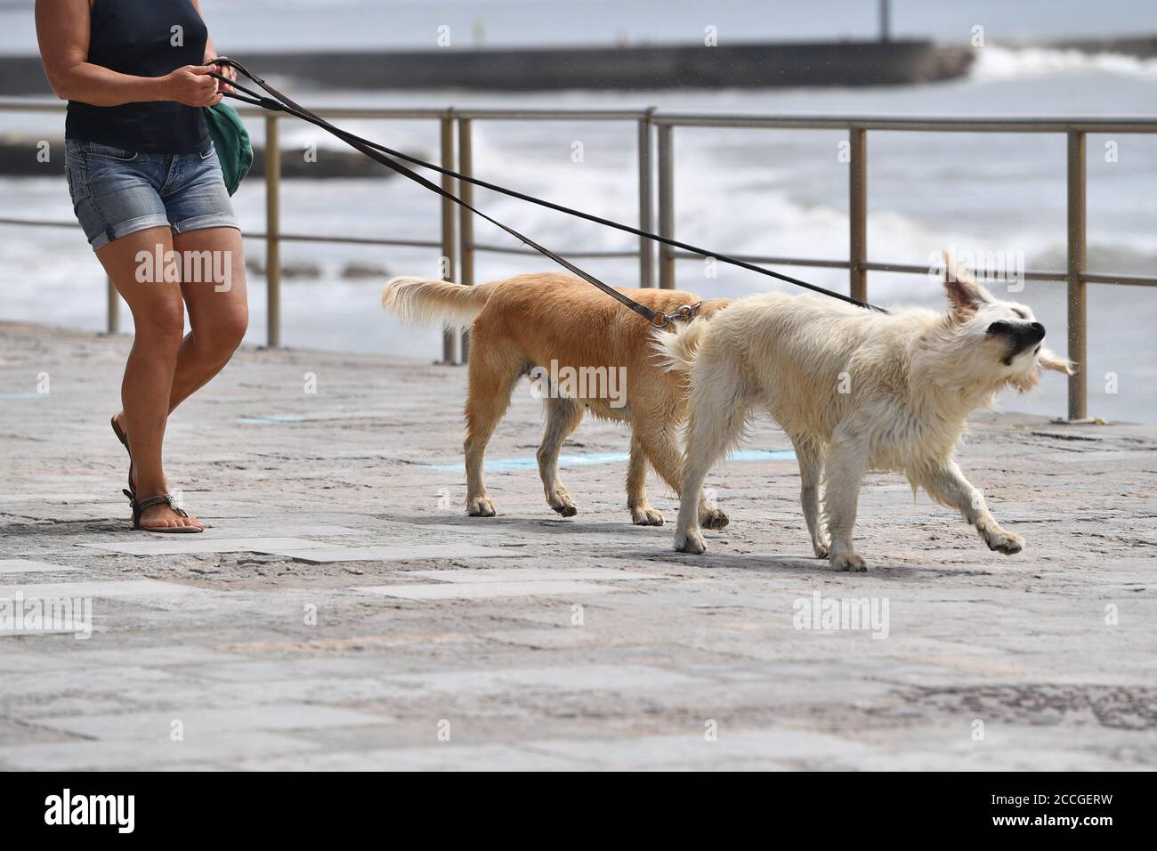 Gehen Sie für einen Spaziergang-eine Hundebesitzerin Spaziergänge mit ihren Hunden an der Leine entlang der Promenade von Tamariz Beach in Estoril am 08/21/2020. Leine. Weltweite Nutzung Stockfoto