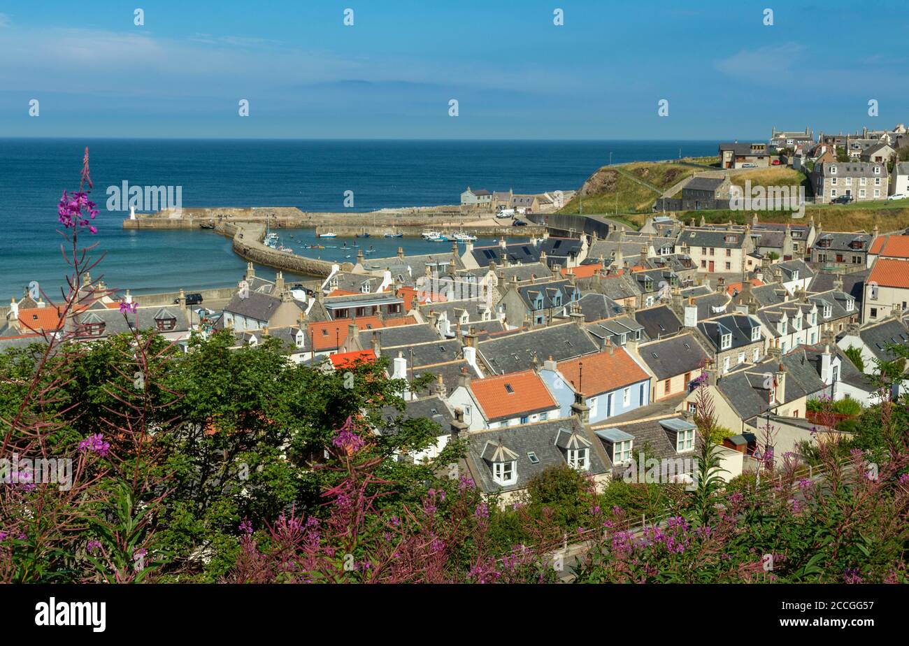 CULLEN BAY MORAY KÜSTE SCHOTTLAND SEATOWN HÄUSER UND HAFEN ROSE BAY WILLOW KRÄUTERBLÜTEN CHAMAENERION ANGUSTIFOLIUM UND EIN BLAUES GRÜN MEER Stockfoto