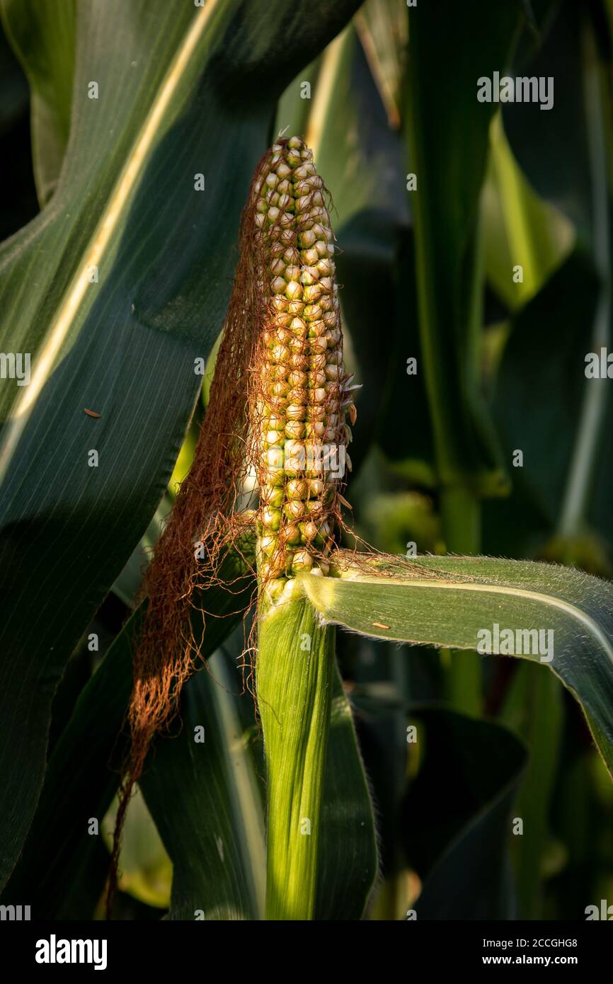 Mais auf dem Kob wächst in der Sommersonne Stockfoto