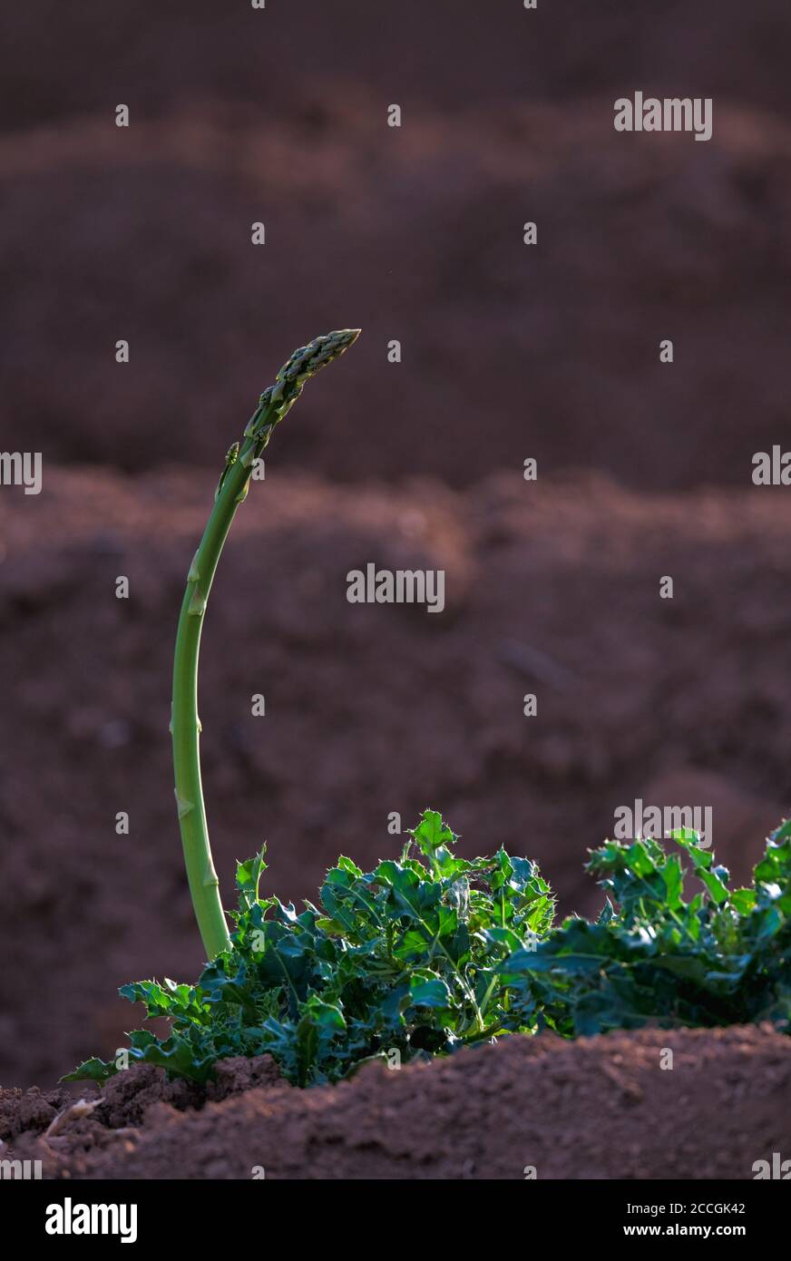 Grüne Spargelsprossen, Spargelfeld, Ernteausfall, keine Ernte wegen Mangel an Leiharbeitnehmern wegen Corona-Virus, SARS-CoV-2, Covid-19, Schmide Stockfoto