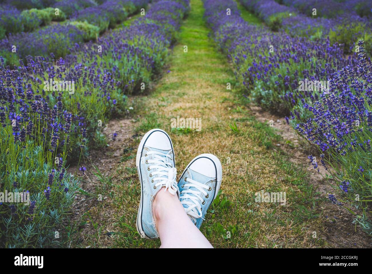 Kaukasisches Mädchen mit Leinwandschuhen, die auf dem Gras in einem Lavendelfeld liegen, nur Füße Stockfoto