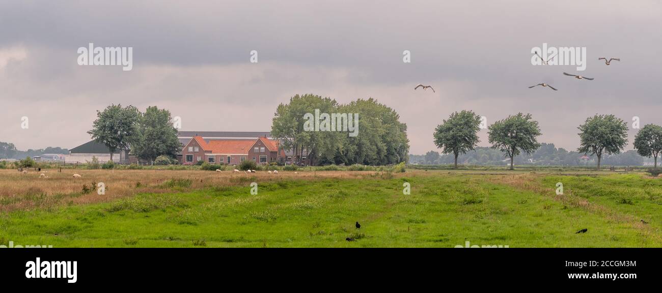 Landschaft mit Bauernhaus, Wiesen mit weidenden Schafen, Krähen, und einige Gänse fliegen über. Eine Reihe von Bäumen im Hintergrund, unter einem bewölkten Himmel. Kwadij Stockfoto