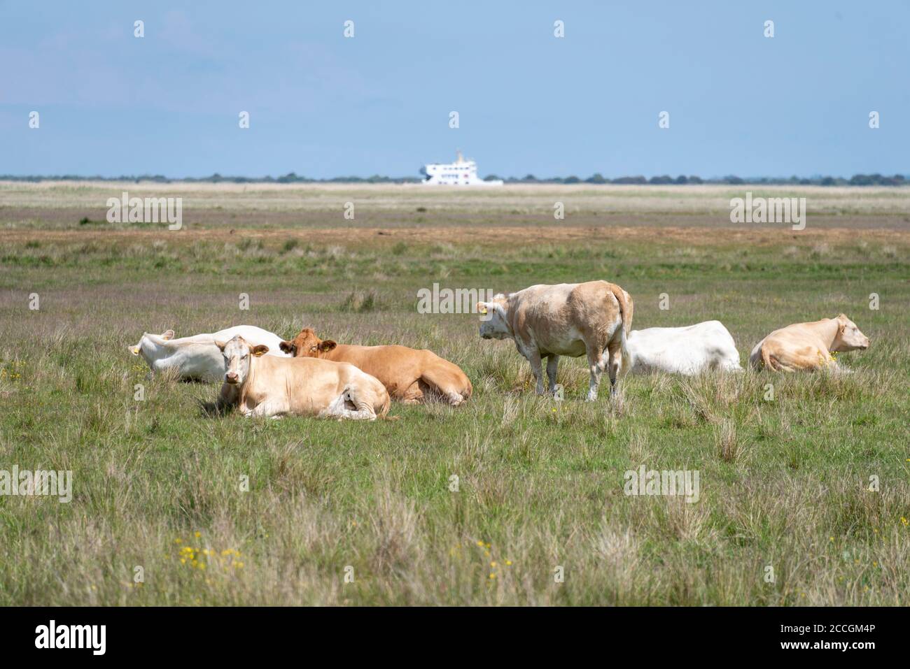Kühe auf Hiddensee Stockfoto