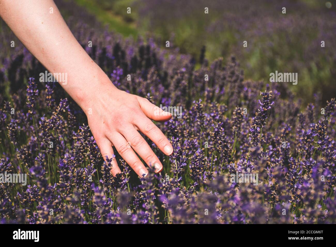 Hand des kaukasischen Mädchen streicheln Blumen in einem Lavendelfeld Stockfoto