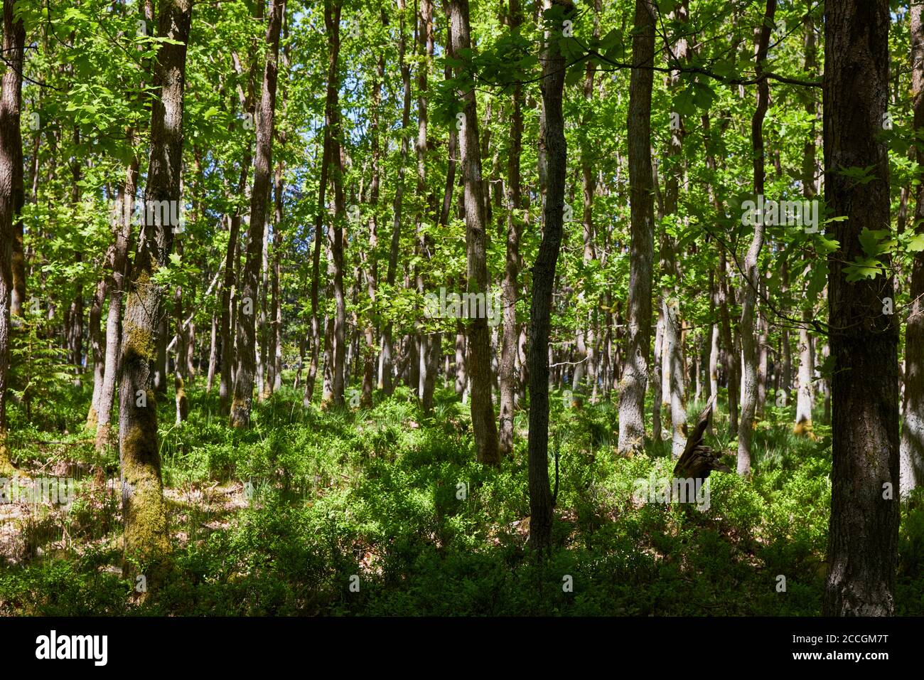 Deutschland, Mecklenburg-Vorpommern, Nossentiner-Schwinzer Heide, Eichenwald, Sommer Stockfoto