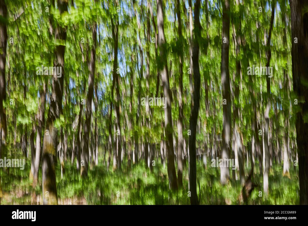 Deutschland, Mecklenburg-Vorpommern, Nossentiner-Schwinzer Heide, Eichenwald, Wischeffekt Stockfoto