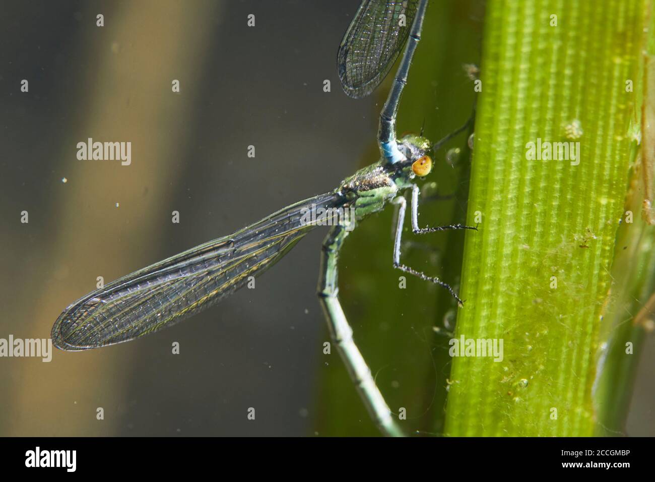 Großes Granatapfelauge, Erythromma najas, weiblich, unterwasser, oviposition Stockfoto