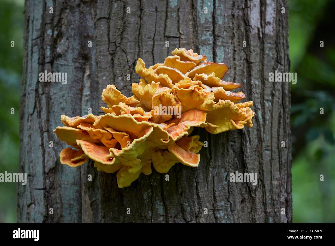 Gemeiner Schwefel Porling, Laetiporus sulfureus Stockfoto