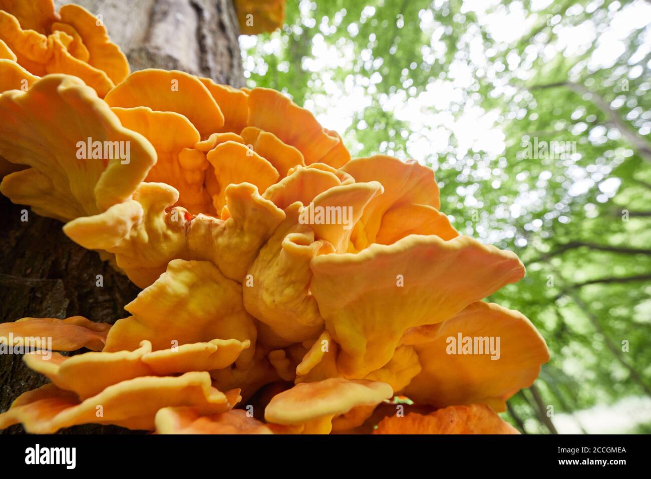 Gemeiner Schwefel Porling, Laetiporus sulfureus Stockfoto