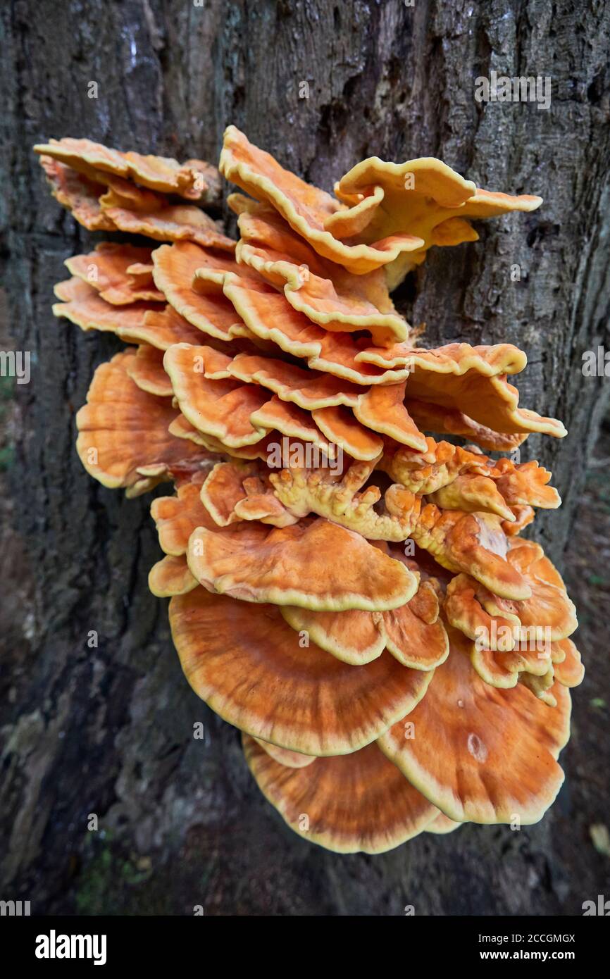 Gemeiner Schwefel Porling, Laetiporus sulfureus Stockfoto