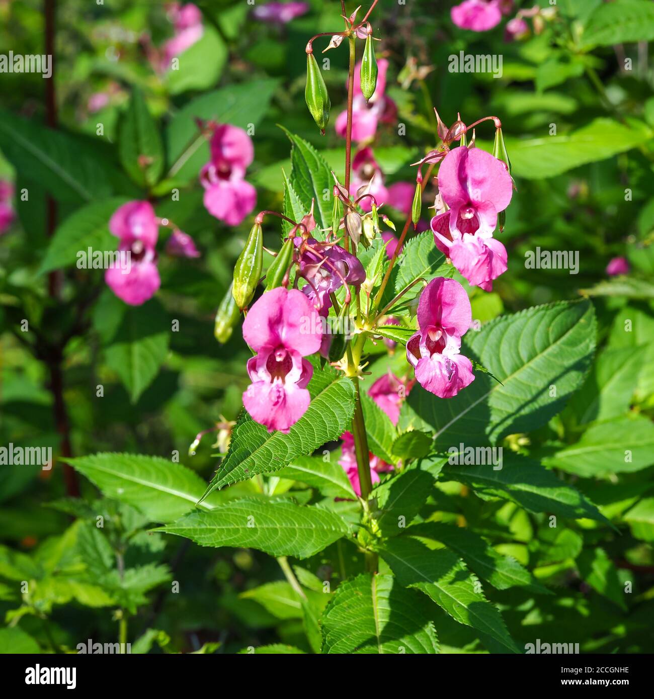 Schöne rosa Blüten der invasiven Art Himalayan Balsam, Impatiens glandurifera Stockfoto