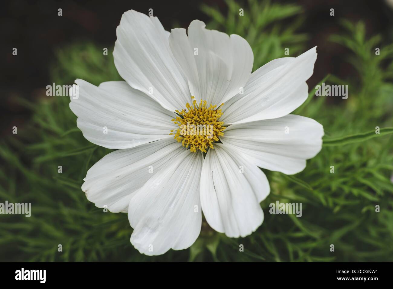 Weiße Blume, cosmea, Blüte, leise, Natur, Garten Stockfoto