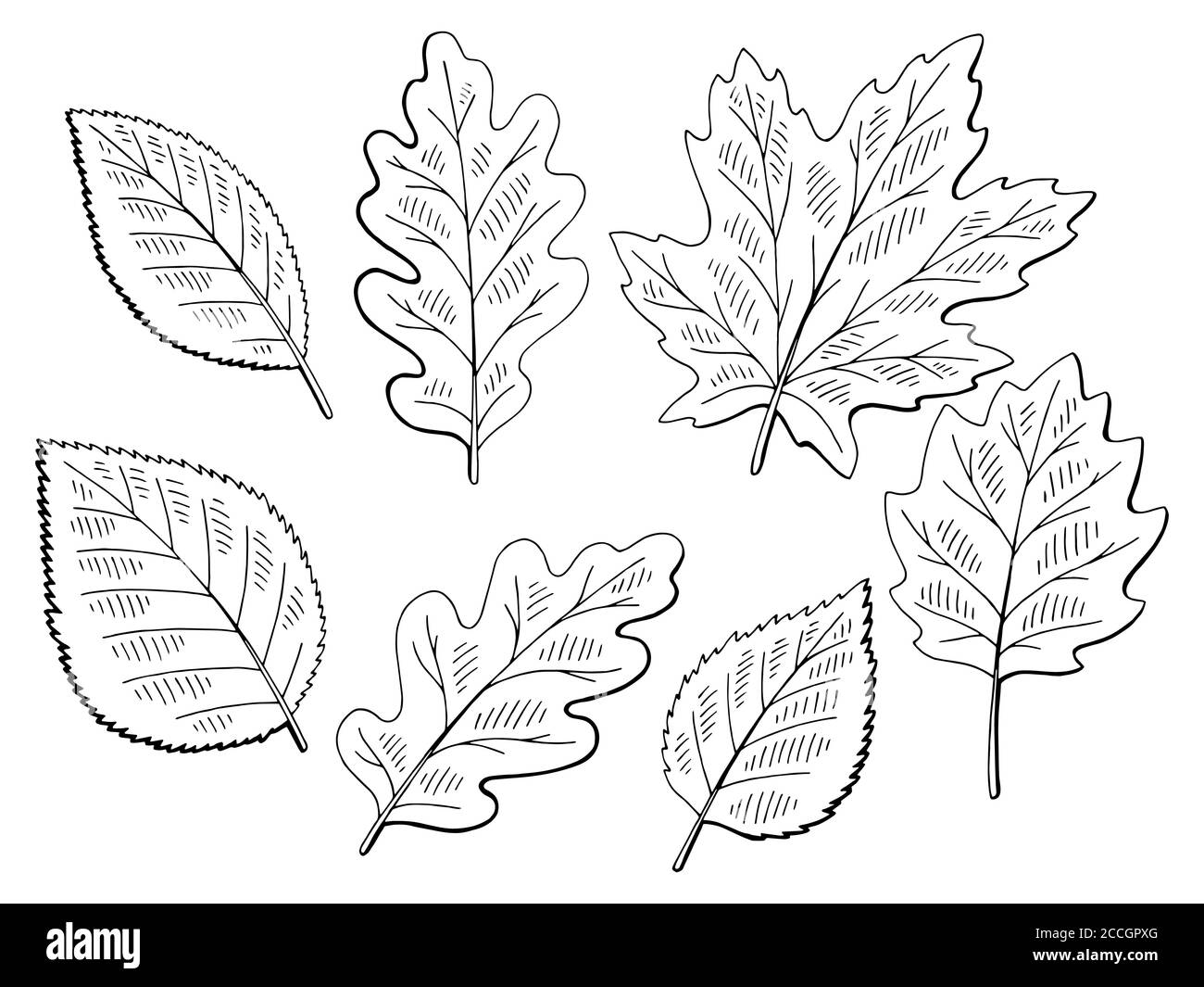 Baum Blatt Set Grafik schwarz weiß isoliert Skizze Illustration Vektor Stock Vektor