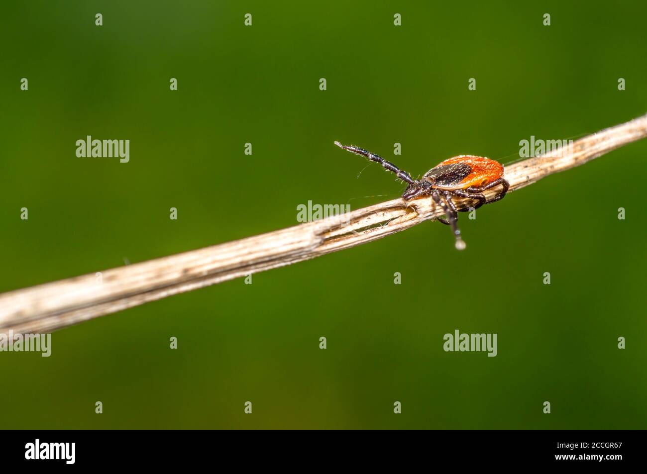 In der Sommersaison ein Kraut ankreuzen Stockfoto