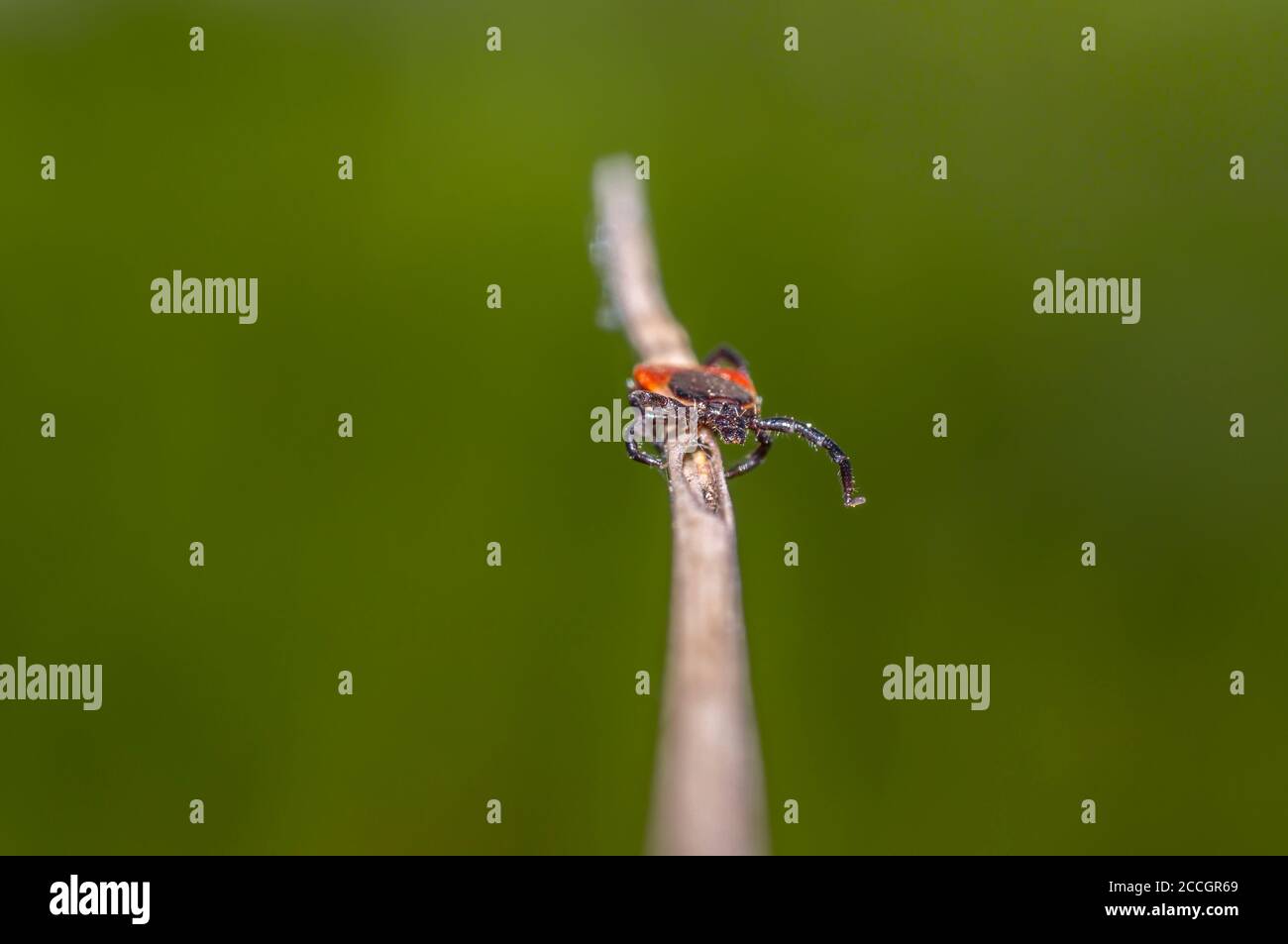 In der Sommersaison ein Kraut ankreuzen Stockfoto