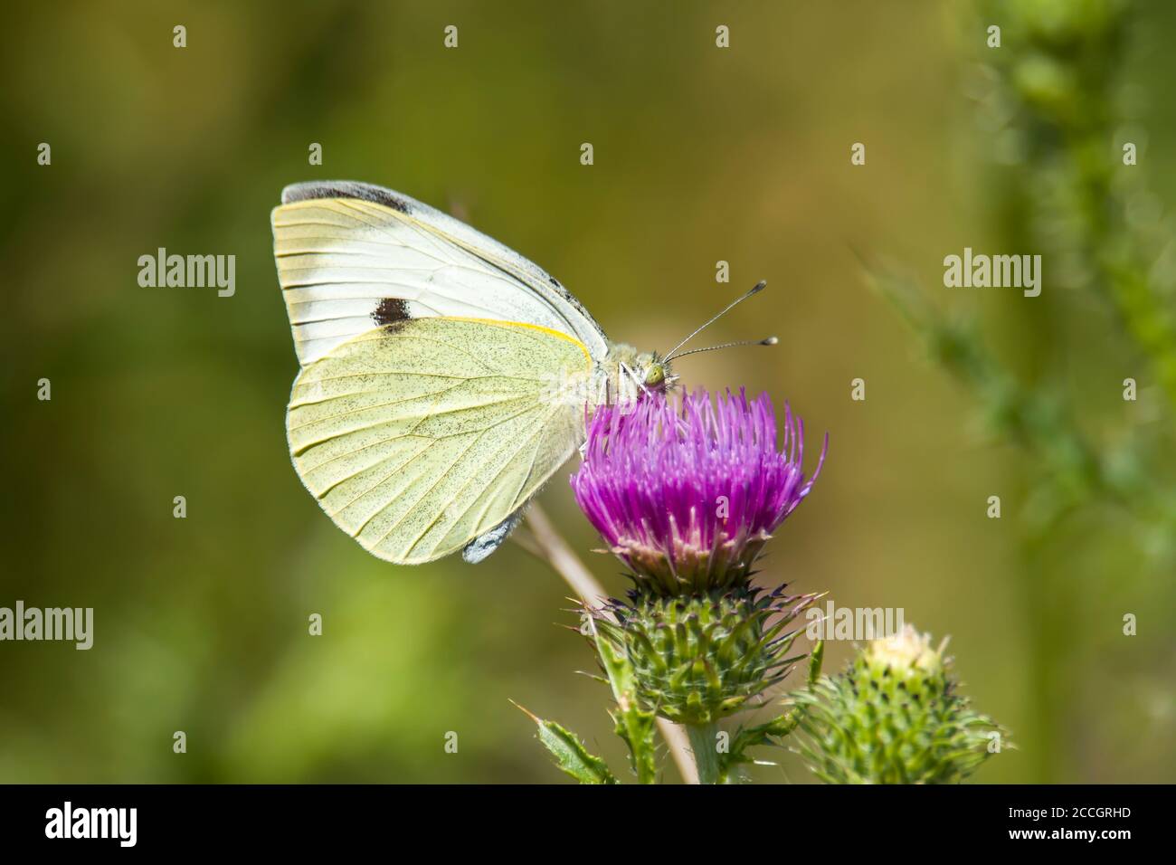 White Butterfly sammelt Nektar auf einer Distelblume in der Natur Schutzgebiet Stockfoto