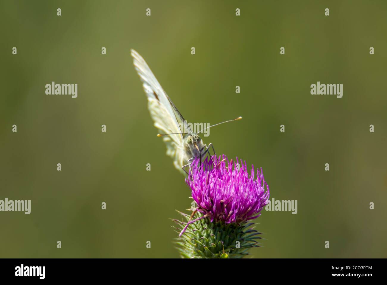 White Butterfly sammelt Nektar auf einer Distelblume in der Natur Schutzgebiet Stockfoto
