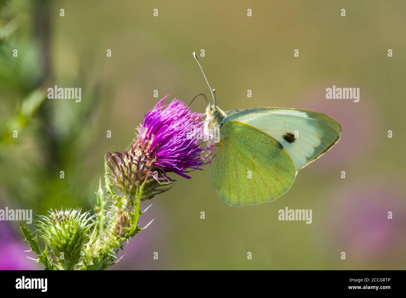 White Butterfly sammelt Nektar auf einer Distelblume in der Natur Schutzgebiet Stockfoto